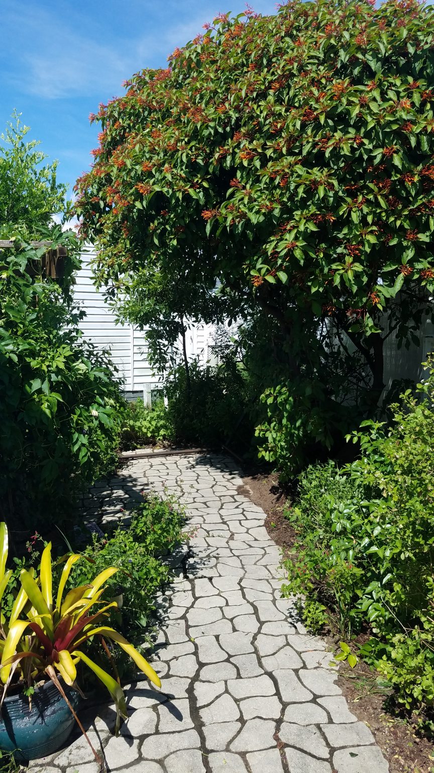 Home Native Butterfly Flowers