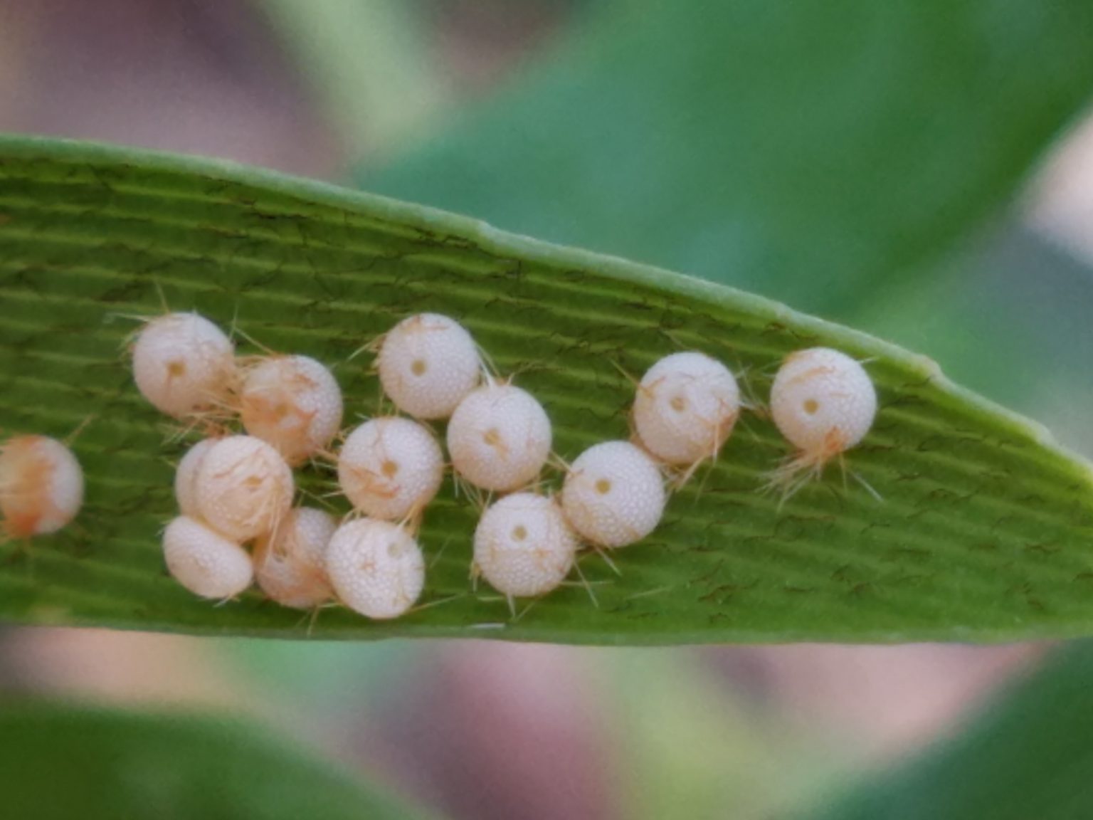 Home Native Butterfly Flowers