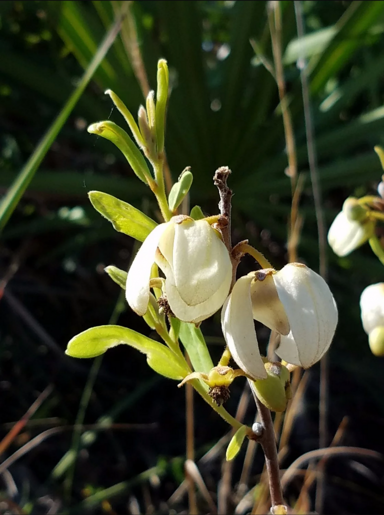 Home Native Butterfly Flowers